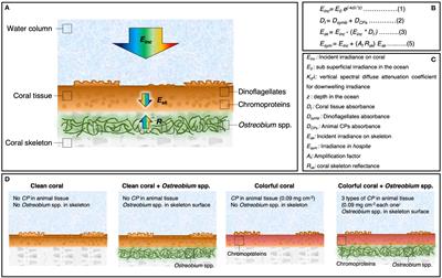 Modulation of the symbionts light environment in hospite in scleractinian corals